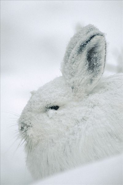雪兔,保护色,冬天,雪,阿拉斯加