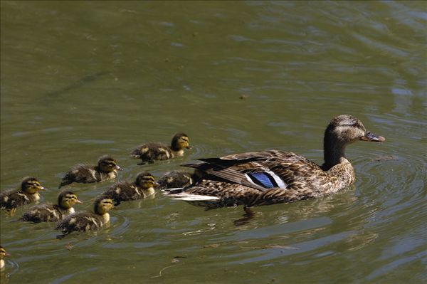 图片标题:野鸭,绿头鸭,母兽,小鸭子,怀俄明