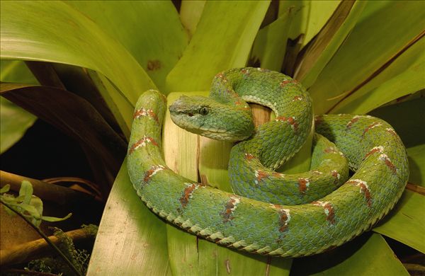图片标题:扁斑奎蛇,蝰蛇,有毒,树栖,厄瓜多尔