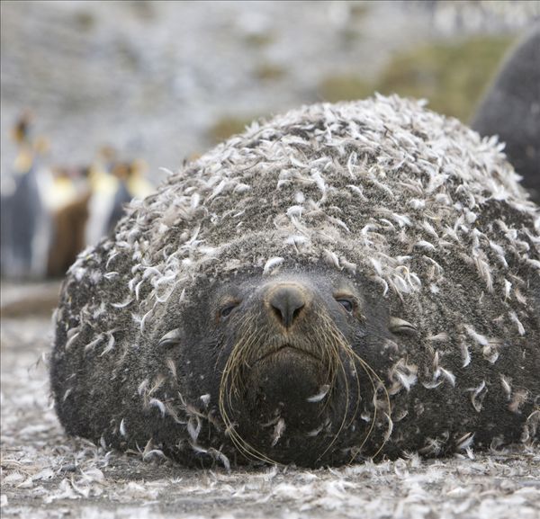 图片标题:南极软毛海豹,毛海狮,雄性动物,企鹅,羽毛,困住,湿,毛皮