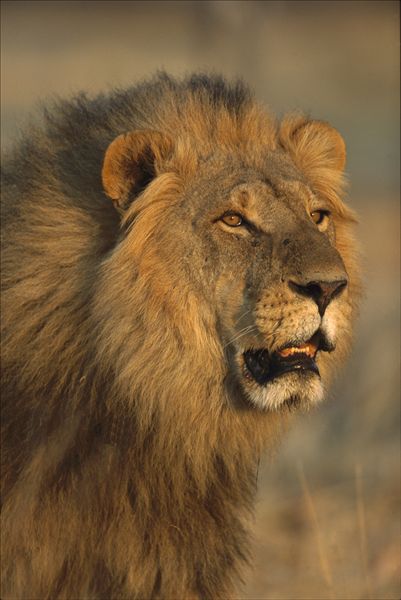 非洲狮,狮子,雄性,莫瑞米,野生动植物保护区,博茨瓦纳