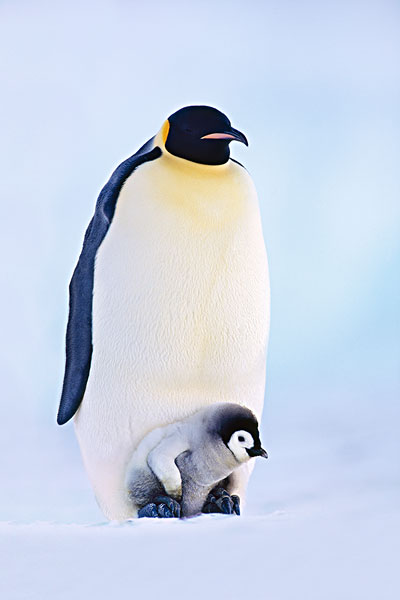 帝企鹅,幼禽,南极