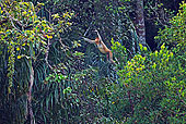 猴子,跳跃,林冠层,次序,巴戈国家公园,沙捞越,婆