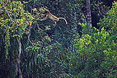 猴子,跳跃,林冠层,次序,巴戈国家公园,沙捞越,婆