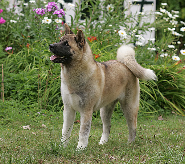 家犬,狗,秋田,花园