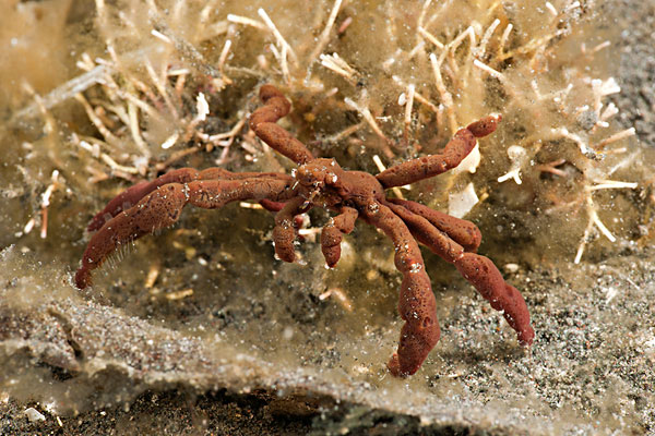 蜘蛛蟹,蓝碧海峡,北苏拉威西省