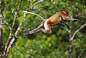猴子,跳跃,林冠层,巴戈国家公园,沙捞越,婆罗洲