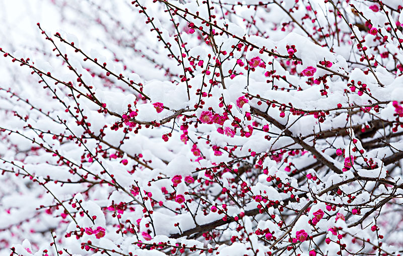 雪中梅花