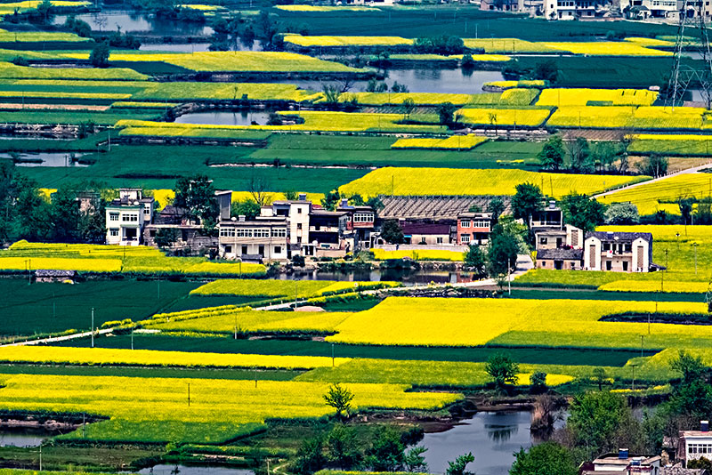 安徽省芜湖市响水涧油菜花田园乡村自然景观