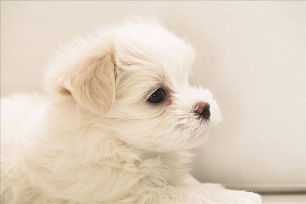 袖狗_马耳他狗_新西兰马耳他狗_淘宝助理