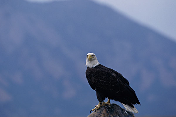 白头鹰英文_白头海雕英文_2013年英文女歌染