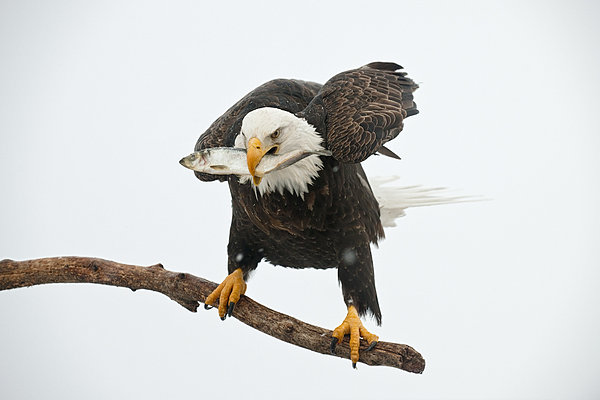 白头鹰英文_白头海雕英文_2013年英文女歌染