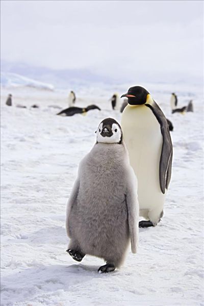 图片标题:帝企鹅,幼仔
