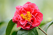 特写,花,山茶