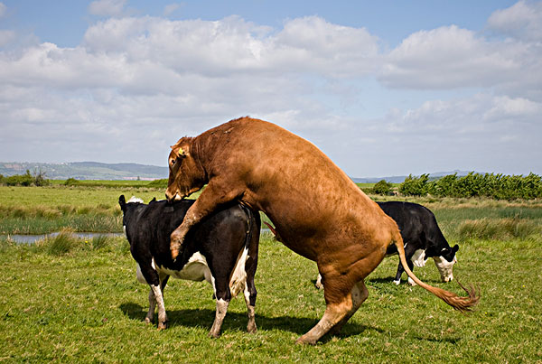 褐色,赫里福德郡,公牛,母牛,交配,格洛斯特郡