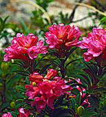 红门兰-图片-图片素材-全景图库-全景网quanjin