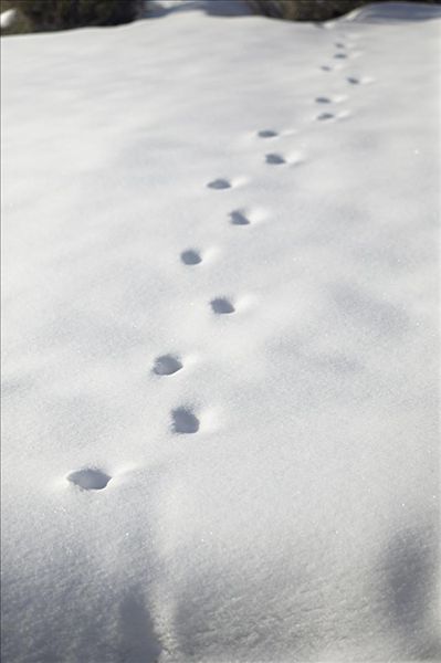 俯拍,脚印,雪地