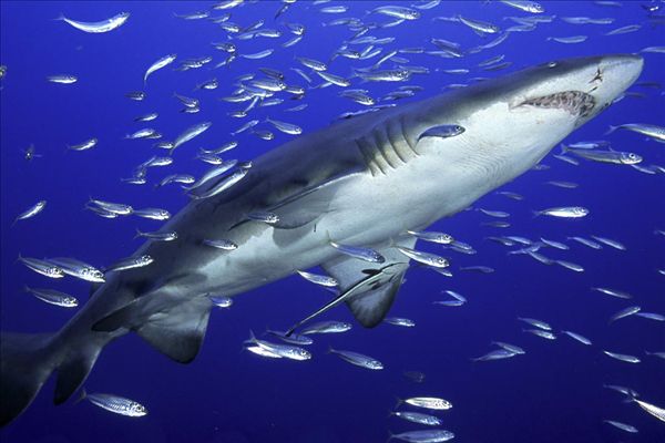 图片标题:沙虎鲨鱼