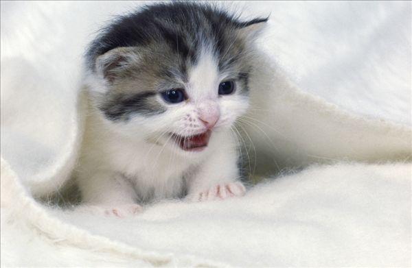 小猫