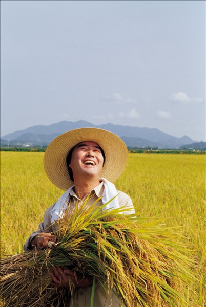 农民收割水稻田