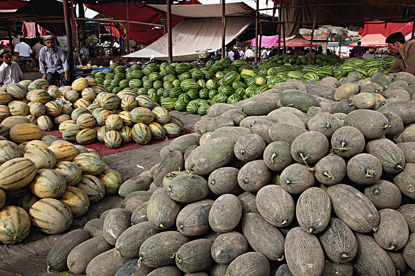 新疆哈密 哈密瓜 上市 杨会林:新疆的 哈密瓜 现
