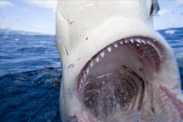 图片标题:加拉帕戈斯,鲨鱼,表面,张嘴,展示,许多,尖牙,直翅真鲨
