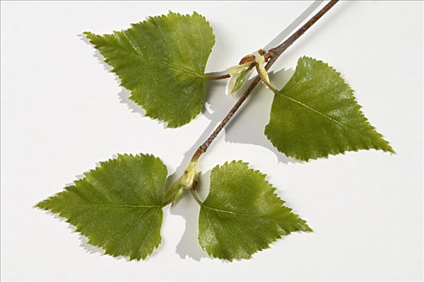 图片标题:桦树,叶子,特写