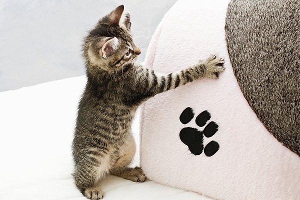 标题: 家猫 标签: 家猫,小猫,脚印,斑猫 描述: 家猫,小猫,脚印 英文描述: Domestic cat, kitten and kittens footprint 摄影师: Dieter Heinemann 图片编号: 11421cs-u 版权属性: 肖像权(不需要肖像权) 授权类型: 免版税类(RF)图片 最大尺寸: 47M(RGB),5000x3332像素
