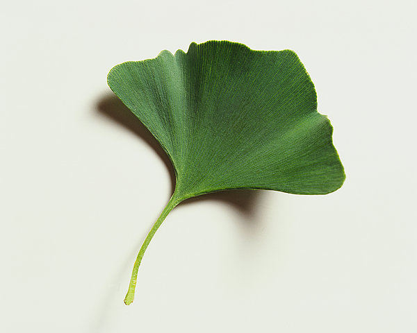 ҶӰͼ__ľҶ                     ṩҶӻ